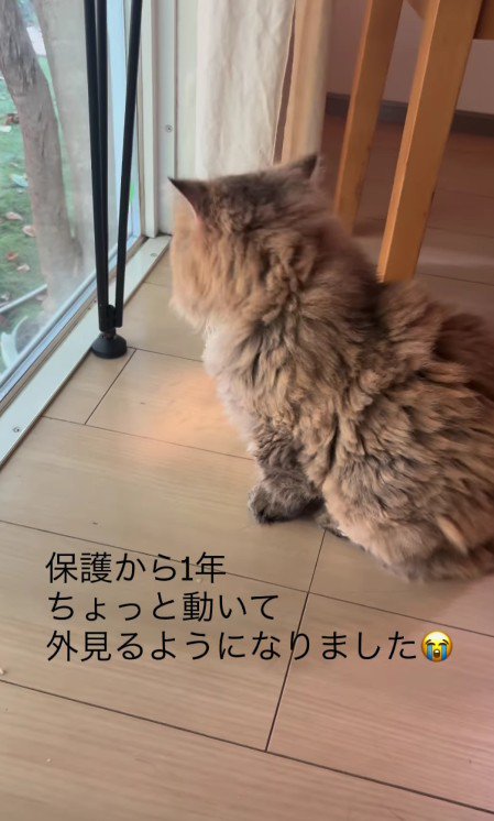 外を眺める猫