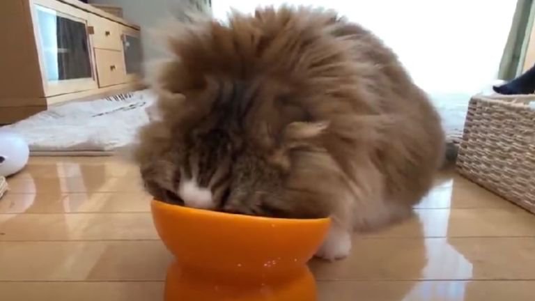 ごはんを食べる猫