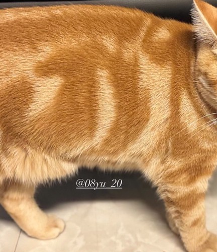 猫の体の模様