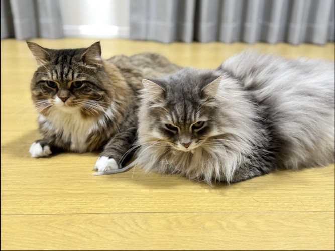 2匹の猫