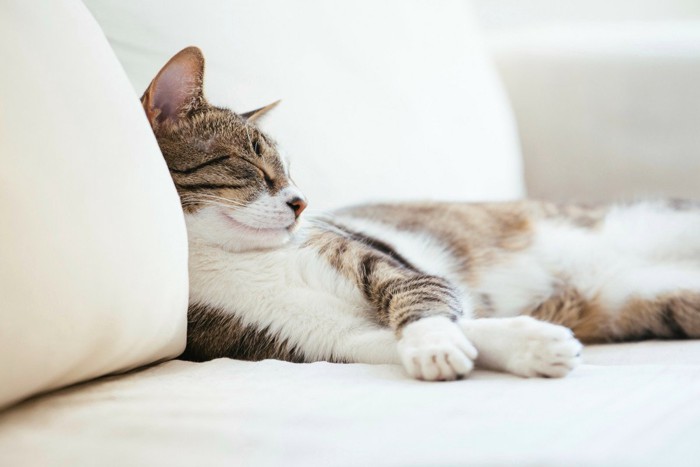 ソファでくつろぐ猫
