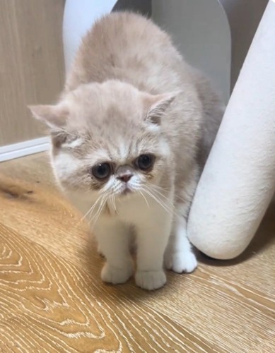 ちょっぴり情けない顔の猫