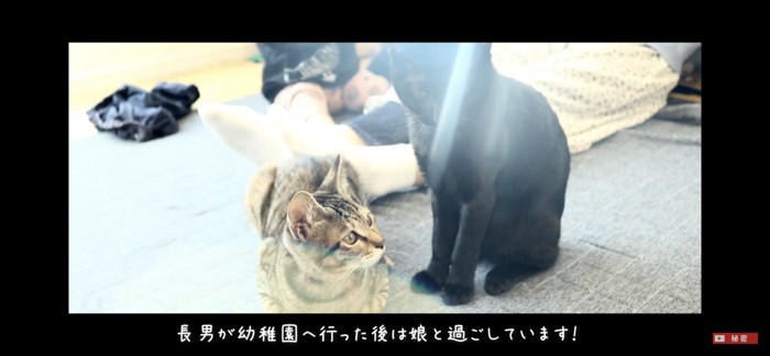 子猫の頃からあまり変わらず