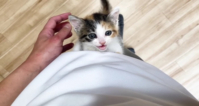 腰まで登って鳴く三毛さん