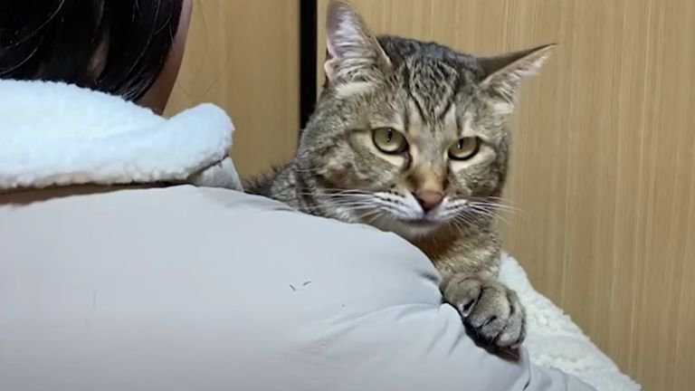 女の子に抱っこされている猫