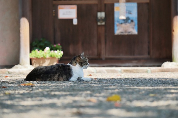 お行儀よく座る猫