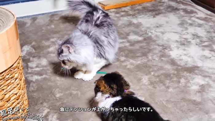 棒をくわえる猫