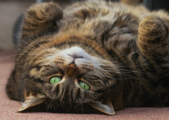 仰向けで寝転ぶ肥満気味な猫