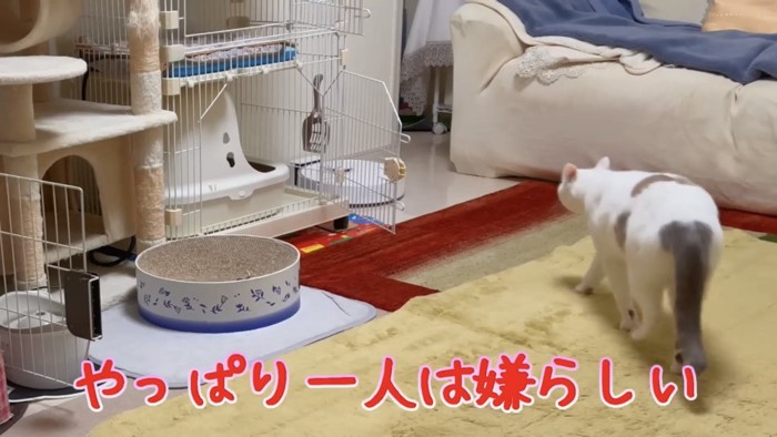 部屋を歩く猫