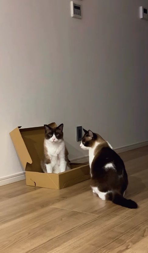 箱に入っている猫のそばでお座りをしている猫