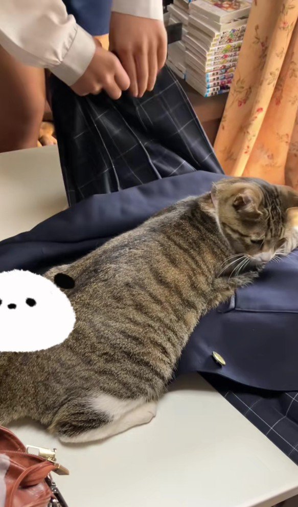 制服を押さえ込む猫