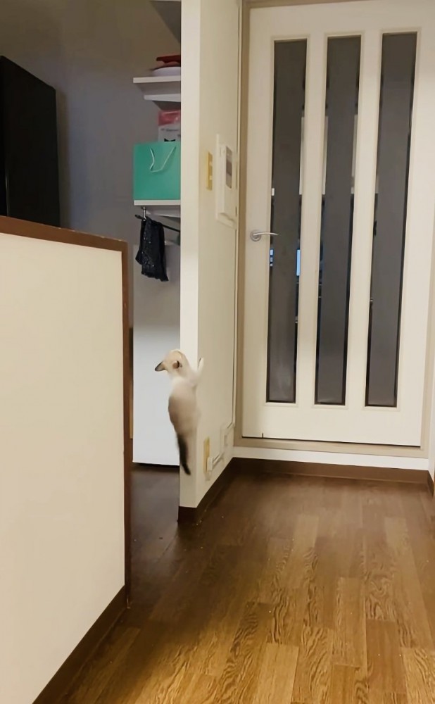 袖壁を登る子猫