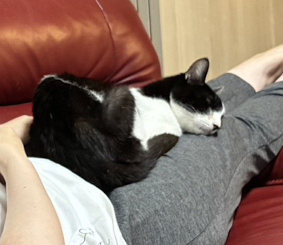 飼い主の膝の上で眠るハチワレ猫