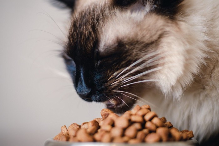 餌を食べる猫