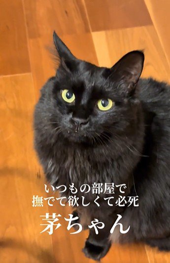 床に座って鳴いている猫