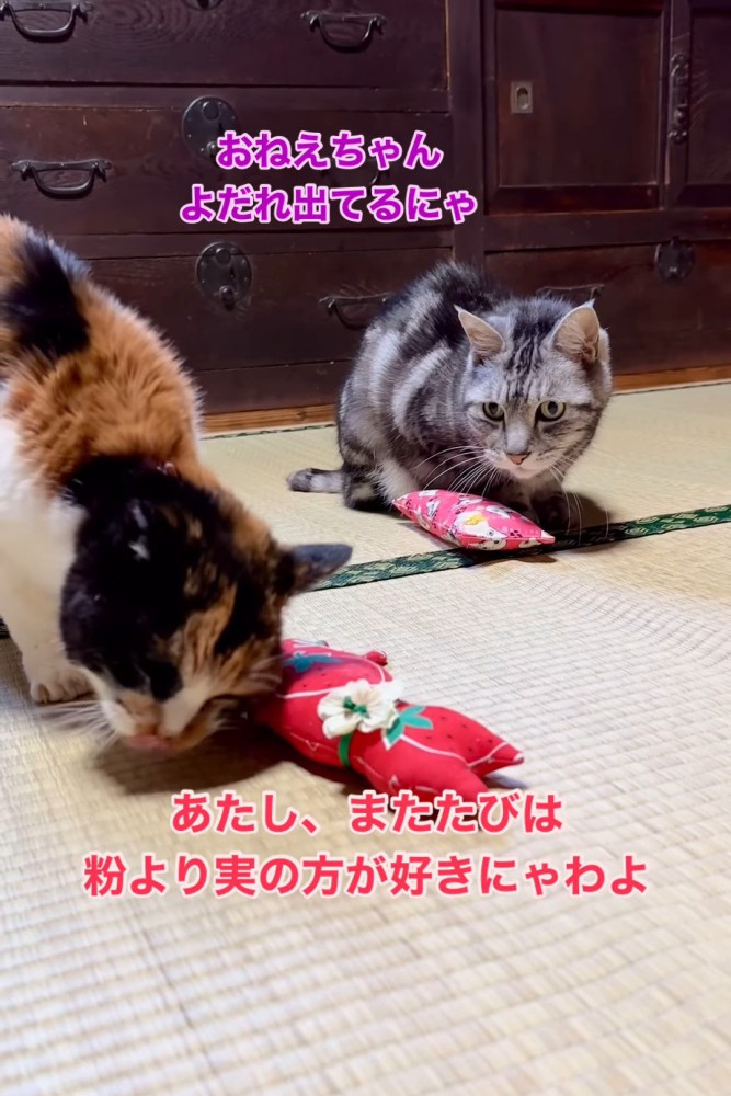 狩りぐるみと2匹の猫