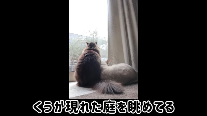 外を見る2匹の猫の後ろ姿