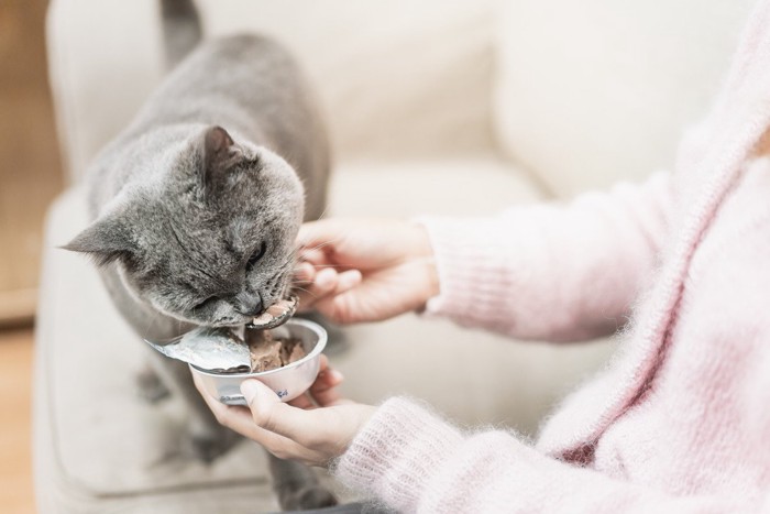 スプーンで食べさせてもらう猫
