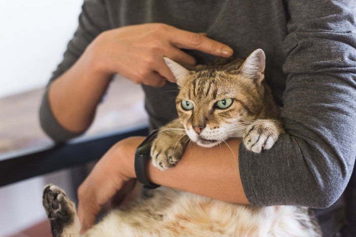 嫌そうな顔の猫