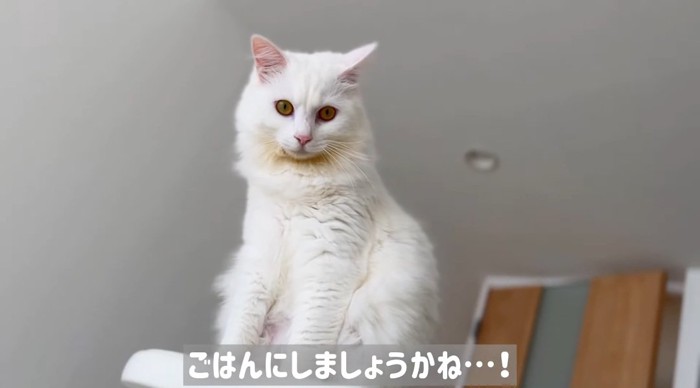 座っている猫