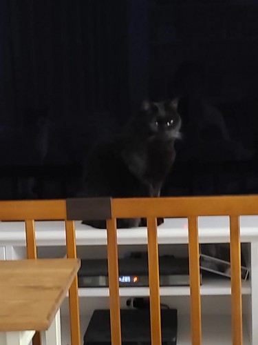 テレビ前の猫
