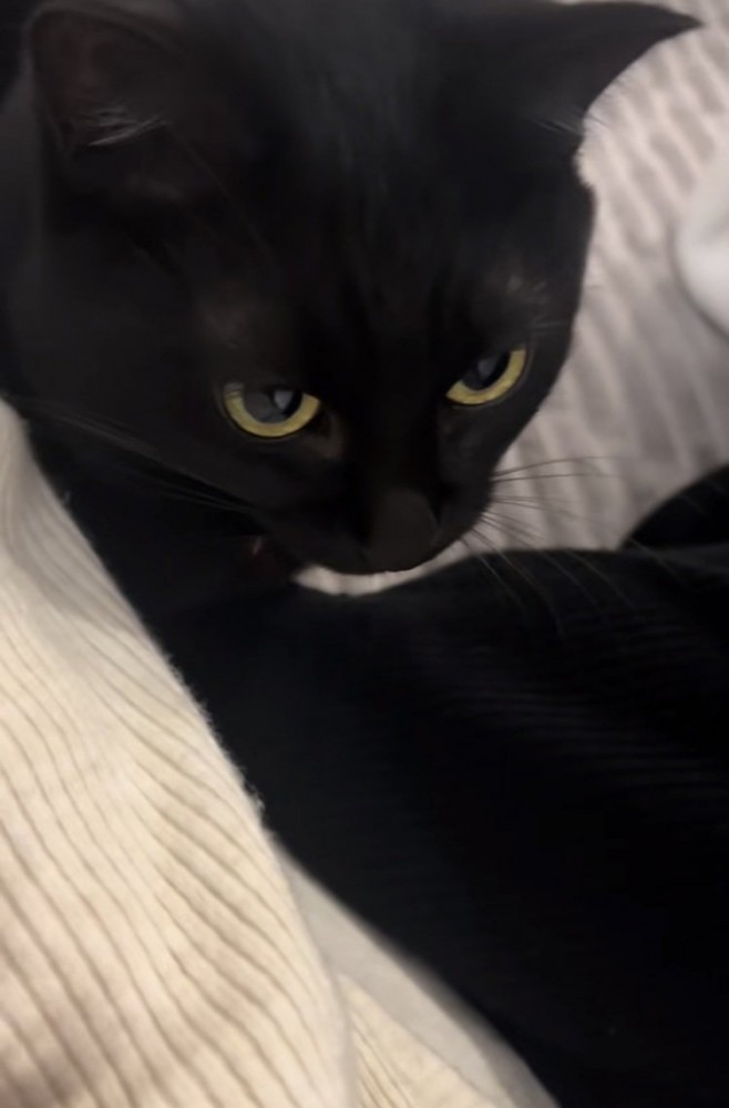 ママの前で喉を鳴らす黒猫