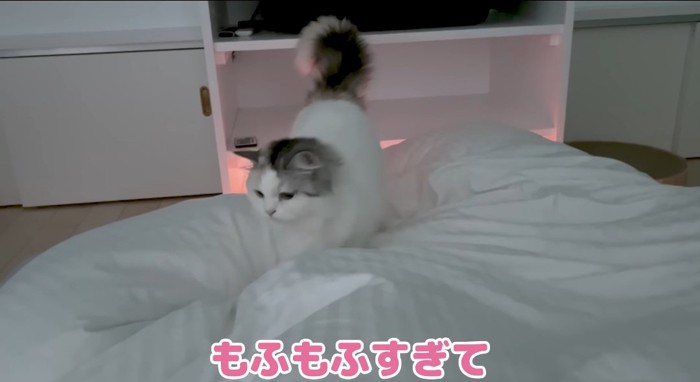 布団の上の猫