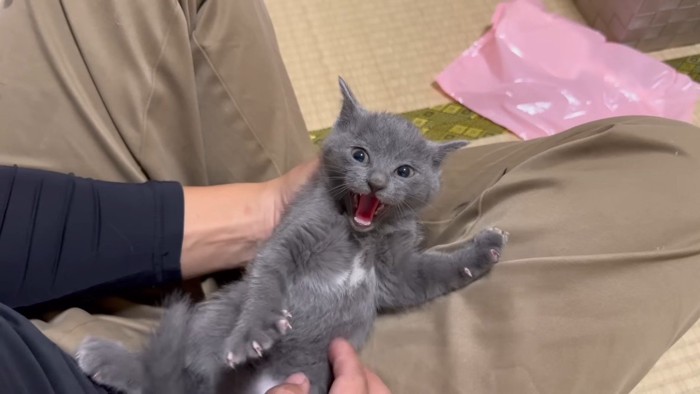 威嚇するグレーちゃん