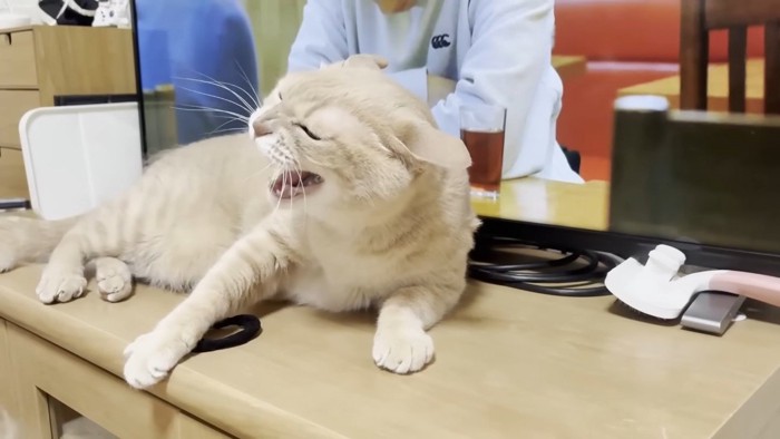 激しい威嚇