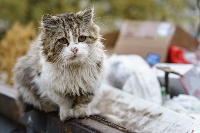 野良猫