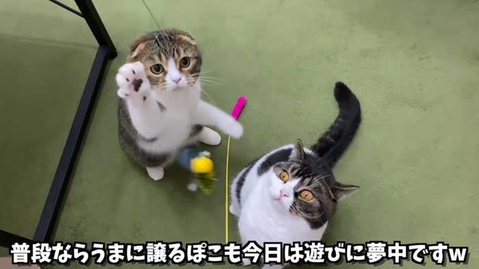 おもちゃにじゃれる2匹の猫