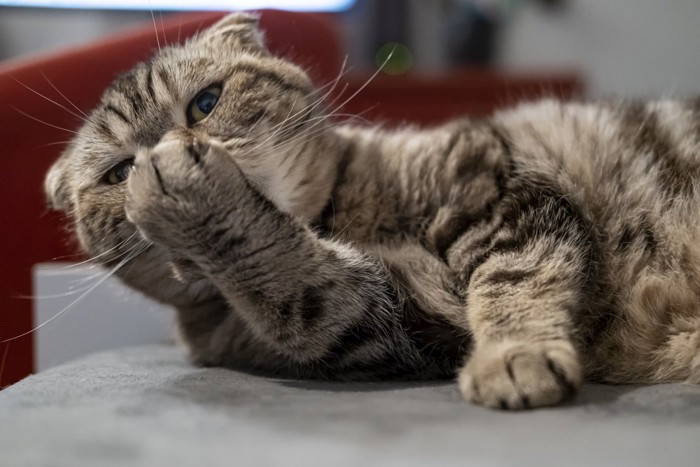 鼻に手を充てる猫