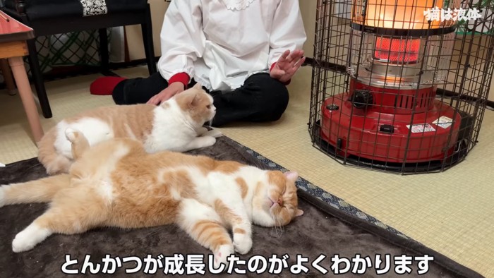 ストーブの前にいる2匹の猫