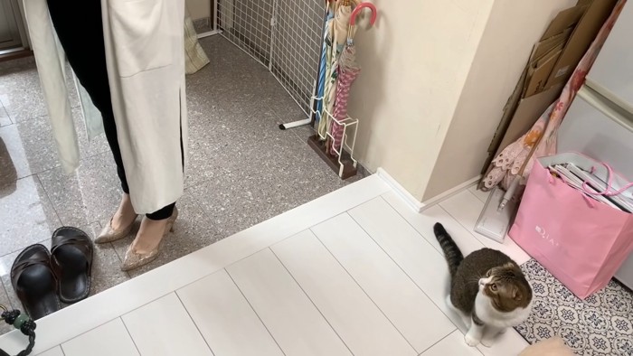 人を見る猫