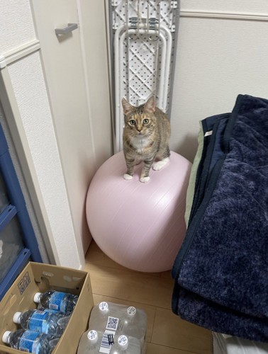 バランスボールに乗っている猫に近づく飼い主