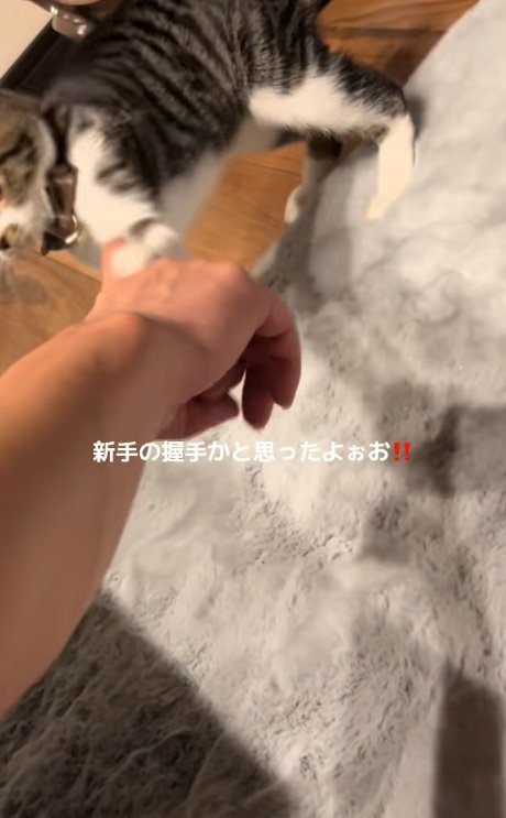 飼い主に連続で猫パンチする猫