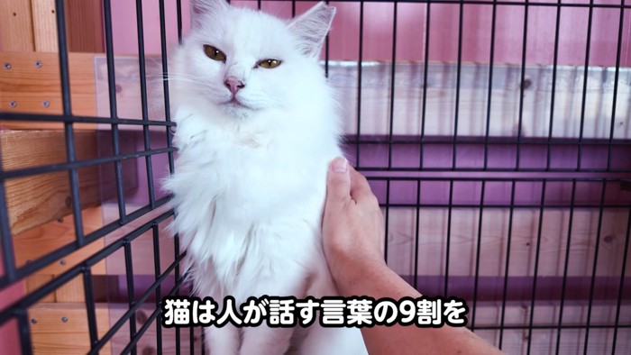 なでられる猫