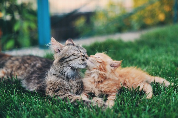 鼻キスする猫達