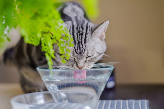 コップの水を飲む猫