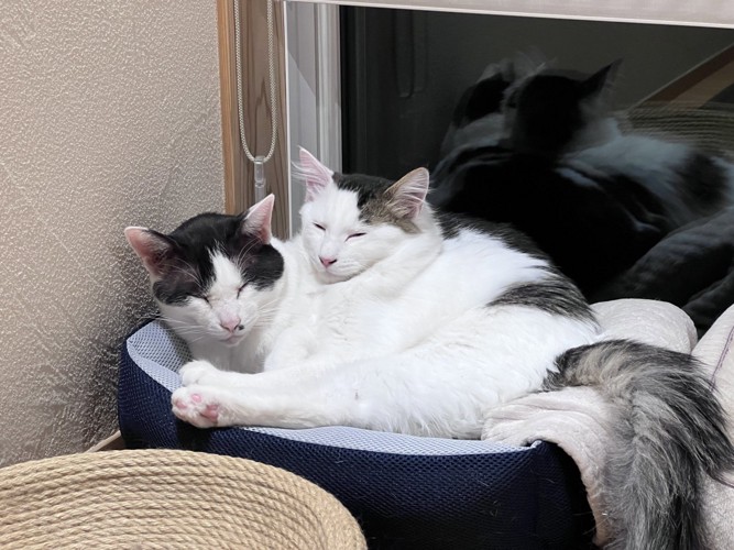 寄り添って寝る2匹の猫