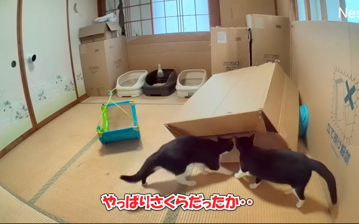 いたずらする猫