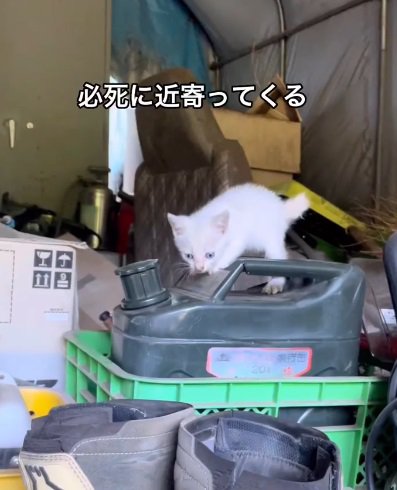 黒いボトルの上を歩く猫（必死に近寄ってくる）