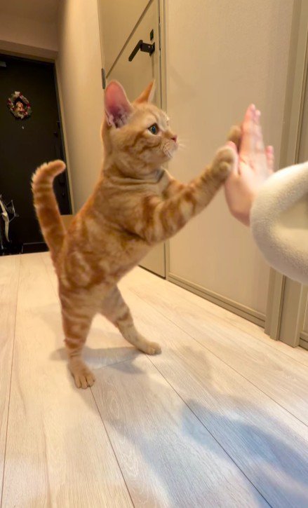 飼い主の手にタッチする猫