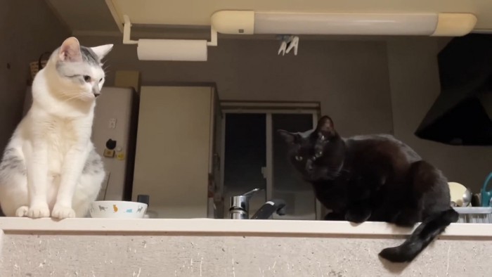 2匹の成猫