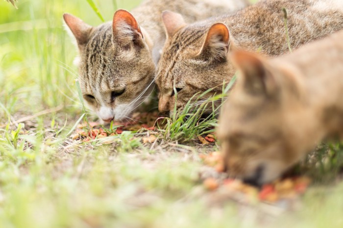 餌を食べる野良猫達