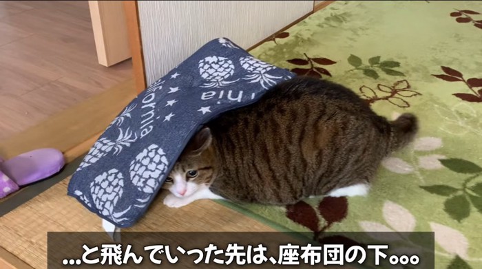 座布団の中に入る猫