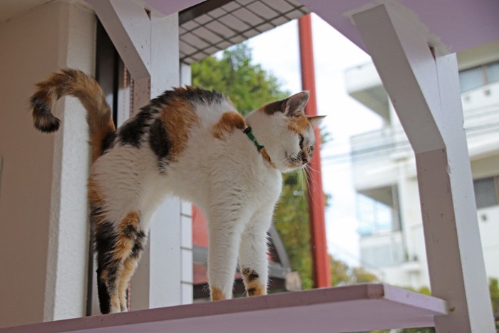 やんのかステップになりかけの子猫