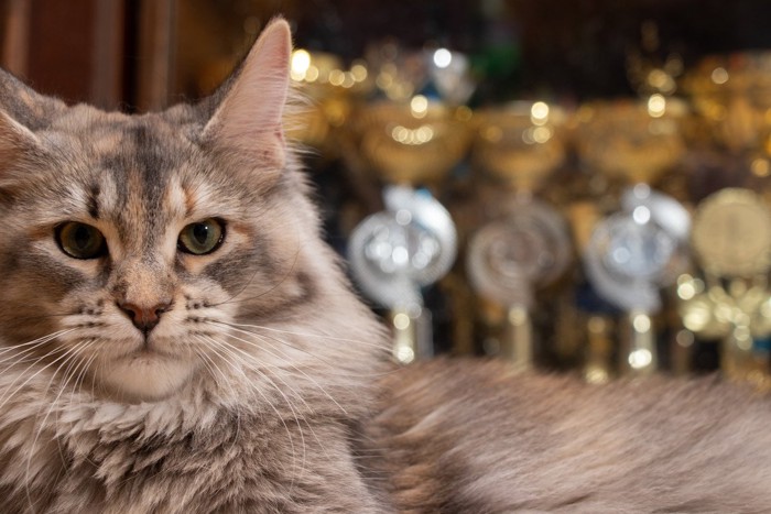 数々の賞をバックに佇むメインクーン猫
