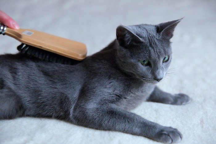 獣毛ブラシでブラッシングされている猫