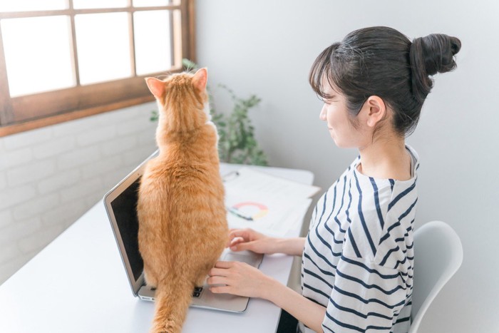 PCに乗る猫